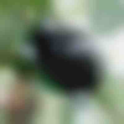 Egészséges gyökereket nevelő doboz (5 darab) | ROOTY